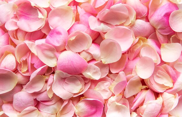 Fondo plano de pétalos de rosas rosadas