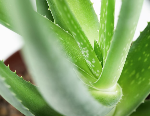 Fondo planta aloe vera primer plano