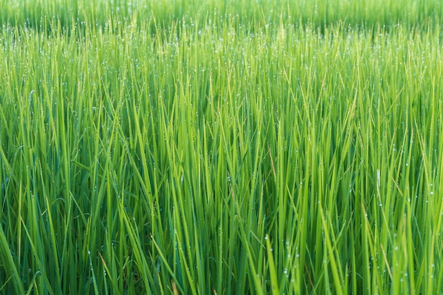 Fondo de planta de arroz verde con gotas de agua