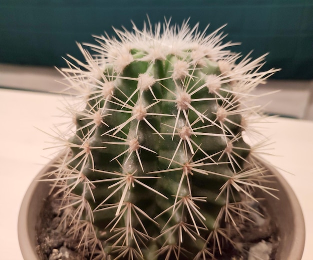 Fondo de planta de cactus