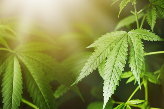Foto fondo de la planta de cáñamo marihuana papel pintado de hierba de cannabis medicinal cannabis al atardecer