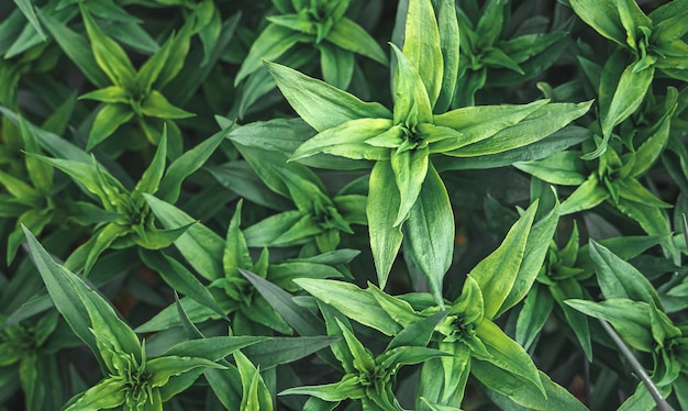 Fondo de planta de follaje de clavel verde de cerca