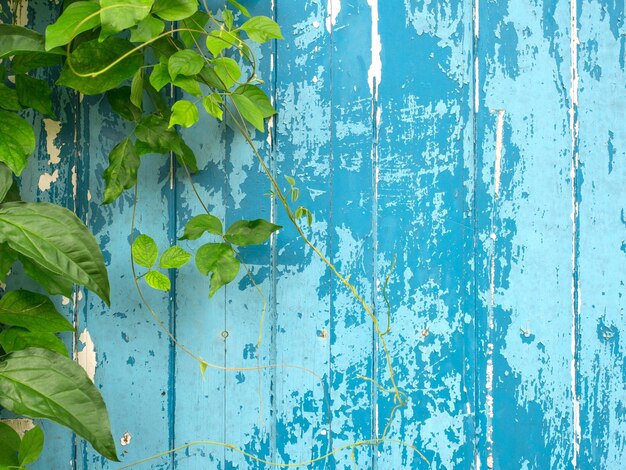 Fondo de planta de hiedra verde trepando la pared de madera azul