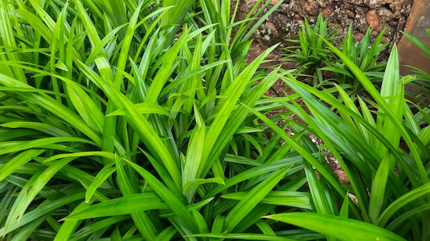 El fondo de la planta de hoja de Pandan huele bien y se puede utilizar como colorante alimentario natural 04