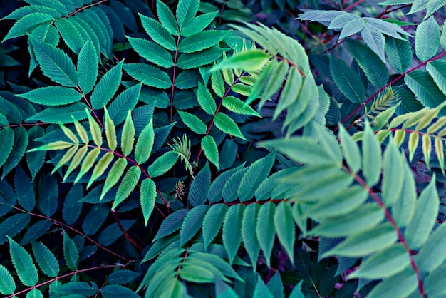 Fondo de planta con hojas verdes azules de ramitas de serbal closeup