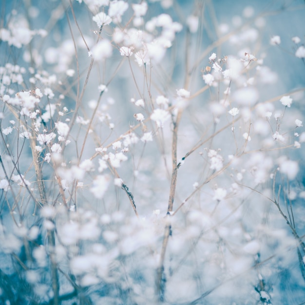 Fondo de planta de invierno - copos de nieve sobre eneldo seco