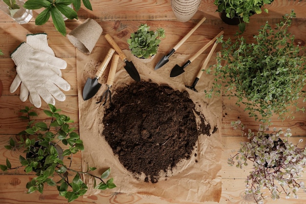 Fondo de planta de madera con concepto de cuidado de plantas de herramientas de jardinería