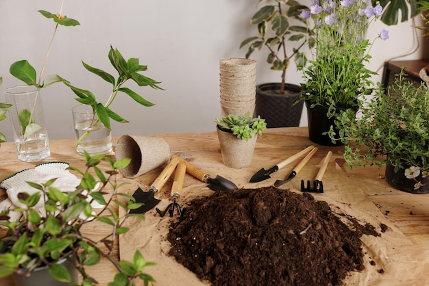 Fondo de planta de madera con concepto de cuidado de plantas de herramientas de jardinería