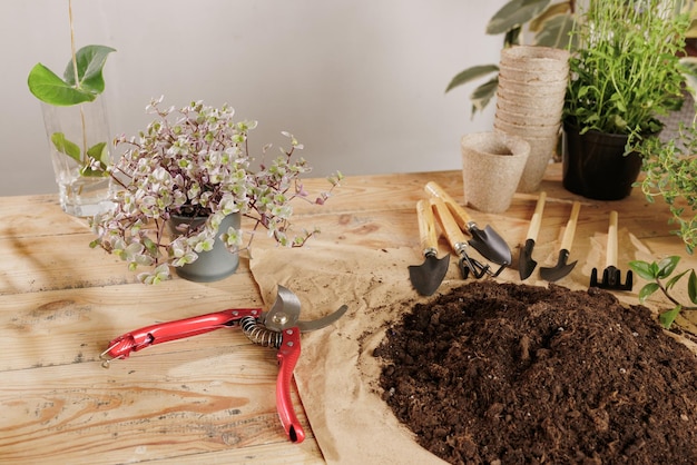 Fondo de planta de madera con concepto de cuidado de plantas de herramientas de jardinería