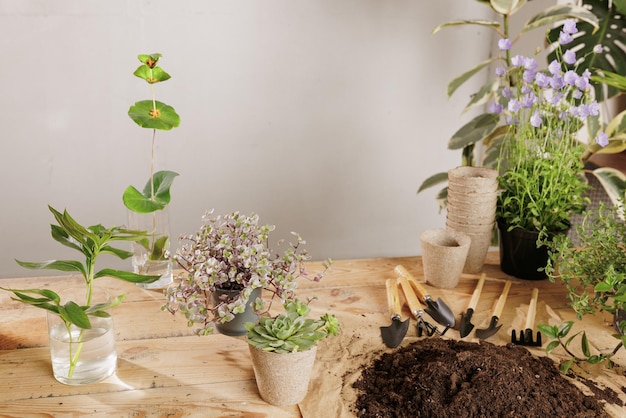 Fondo de planta de madera con concepto de cuidado de plantas de herramientas de jardinería