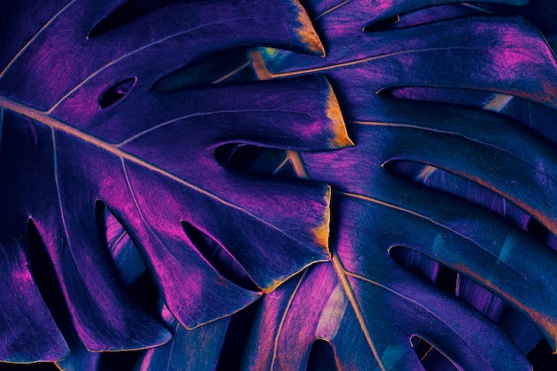 Fondo de planta de monstera de follaje tropical