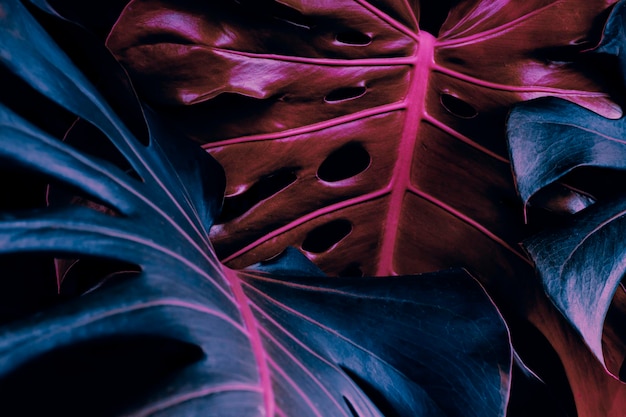 Foto fondo de planta de monstera de follaje tropical