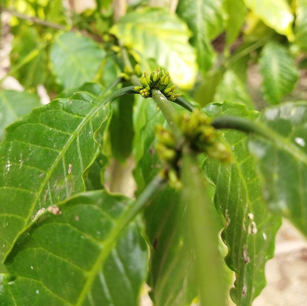 El fondo de la planta natural del café