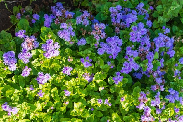 Fondo de la planta del prado: florecitas azules - nomeolvides de cerca y hierba verde.