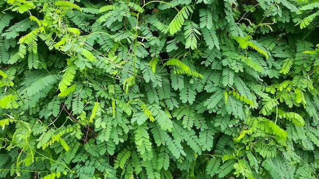 Fondo de planta de saga de hoja verde y densa