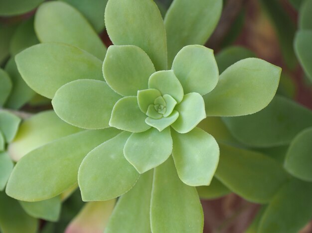 Fondo de planta suculenta roseta