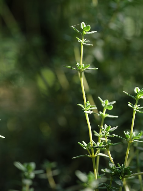 Fondo de la planta de tomillo. Hierbas aromáticas para cocinar.