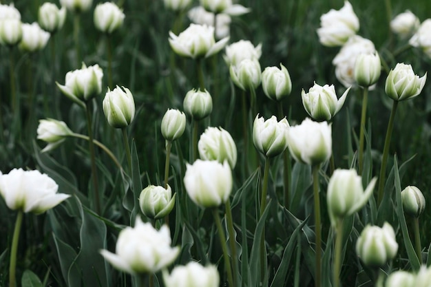 Foto fondo de la planta de los tulipanes