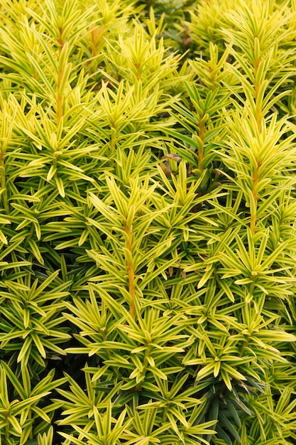 Fondo de planta verde cerrar espacio de copia