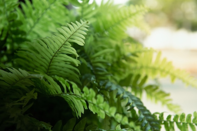 Fondo de la planta verde con la luz del sol.