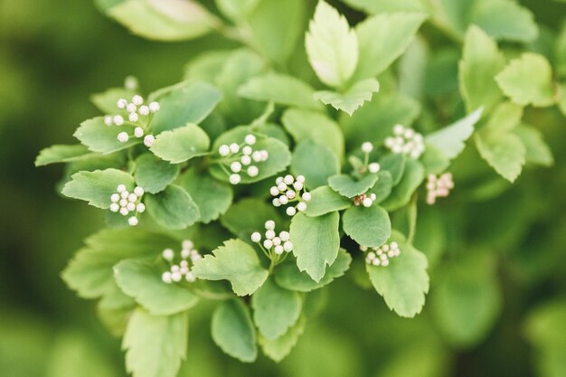 Fondo de planta verde Spiraea betulifolia rama con capullos en primavera