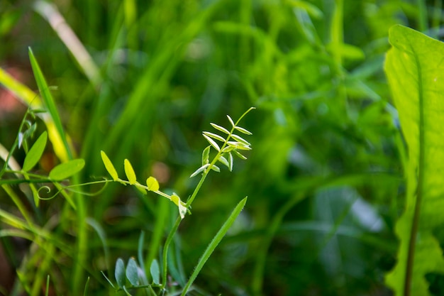 Fondo de planta verde