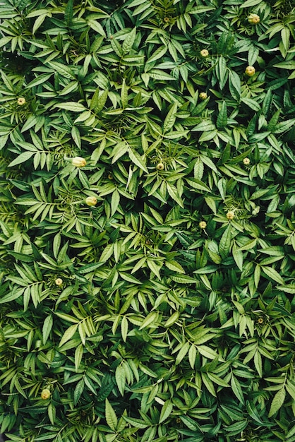 Fondo de plantación natural verde a partir de hojas frescas de plántulas de tagetes