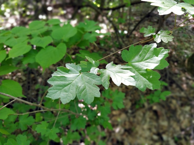 Fondo de plantas de bosque verde Textura natural Hojas verdes Luz solar suave a través del follaje del bosque El efecto de profundidad y desenfoque en los bordes de la foto Bosque en Fruska Gora Serbia