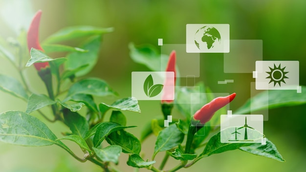 Fondo de plantas con estructura bioquímica Interfaz de pantalla virtual inteligente sobre fondo de naturaleza suave borrosa Energía sostenible