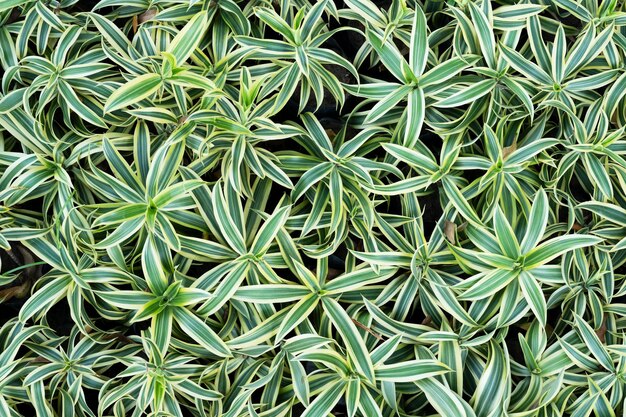 El fondo de las plantas de hiedra araña o Chlorophytum Comosum.