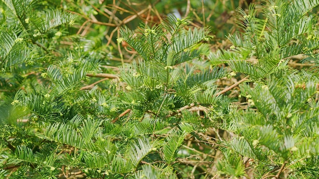 Foto fondo de las plantas de hoja perenne tejo taxus baccata fastigiata aurea taxus boccata o tejo inglés y