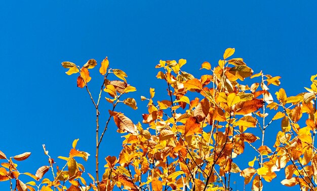 Fondo de plantas de otoño con ramas de manzano con hojas rojas amarillas contra el cielo azul