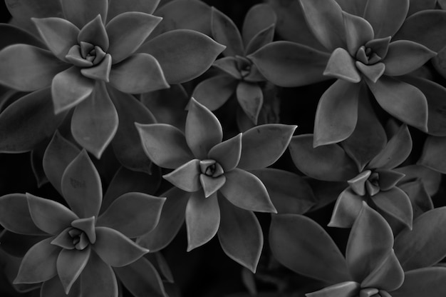 Fondo de plantas suculentas. Monocromo de color negro. Fondo negro total