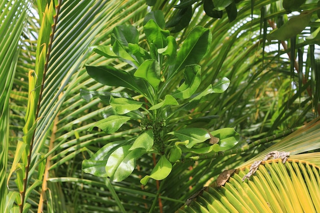 fondo de plantas tropicales exóticas verdes