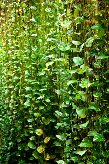 Foto fondo con plantas tropicales