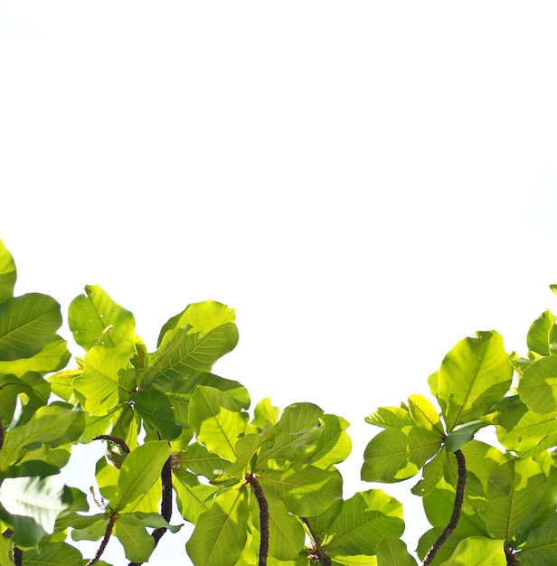 Fondo de plantas verdes