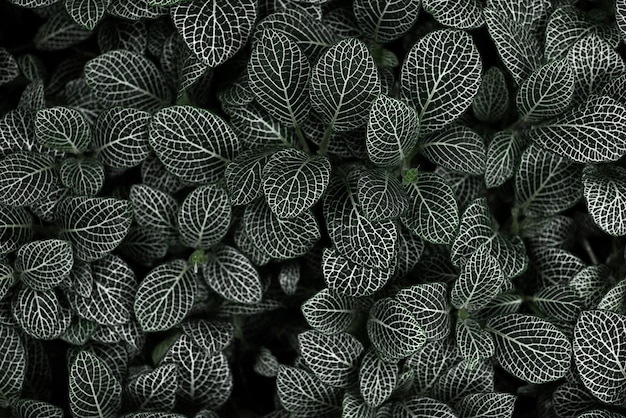 fondo de plantas verdes