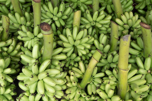 Fondo de plátano dedo dama verde