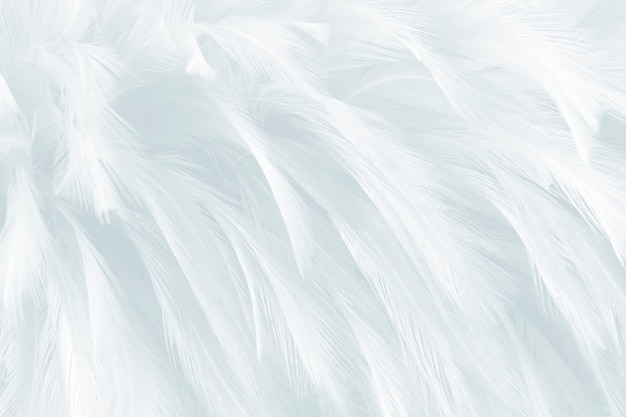 Fondo de plumas blancas