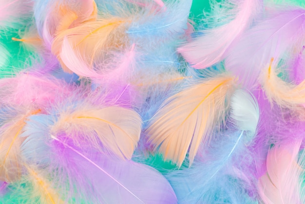 Fondo de plumas de colores