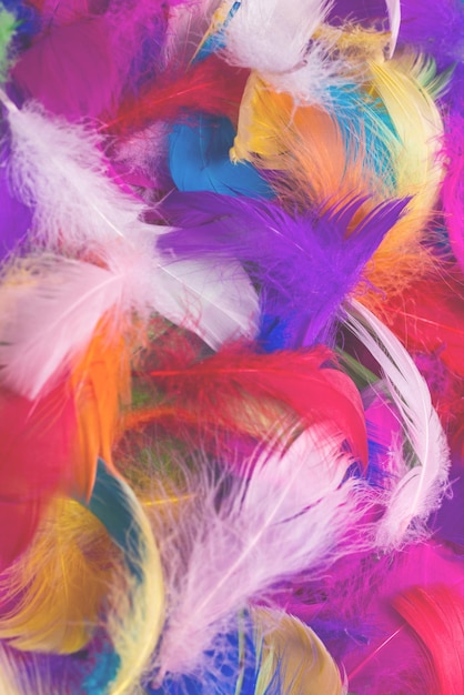 Fondo de plumas coloridas