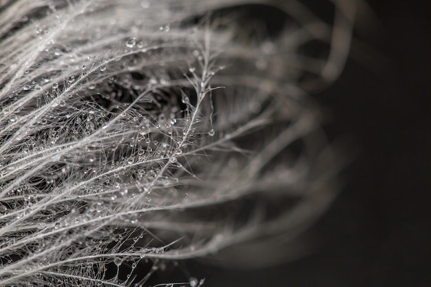 Fondo de plumas de textura exótica primer ala de pájaro Plumas oscuras para diseño y patrón