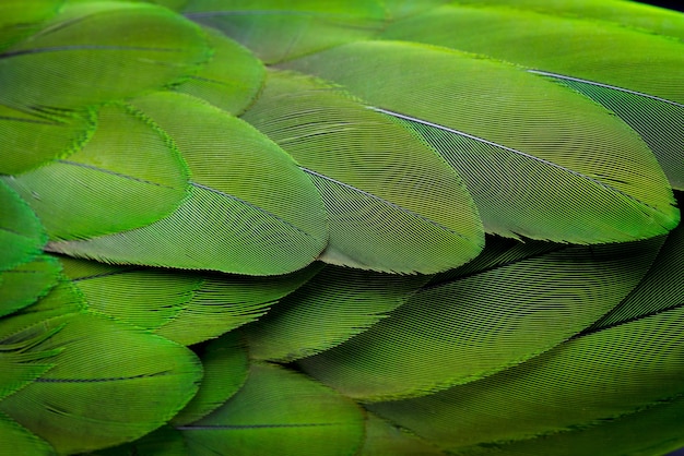 Fondo de plumas verdes y textura.