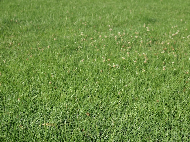 Fondo de pradera verde