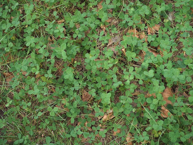 Fondo de prado de trébol verde