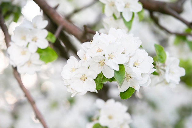 Fondo de primavera blanca de ramas de manzana florecientes