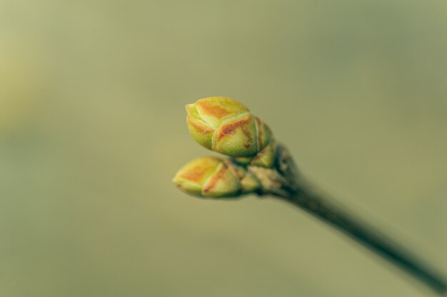 Fondo de primavera. Brotes de árboles en primavera. Nuevo concepto de vida.