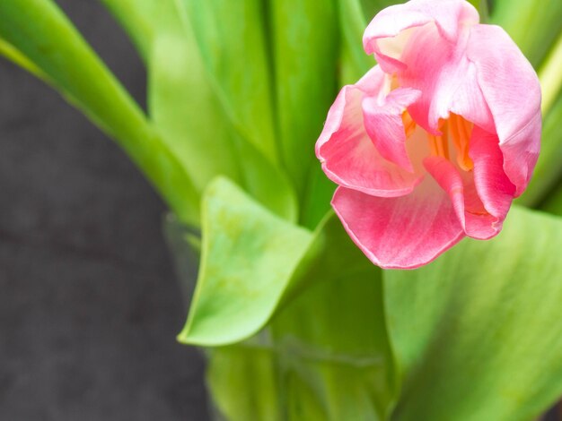 Fondo de primavera con concepto de felicitación de tulipanes rosas