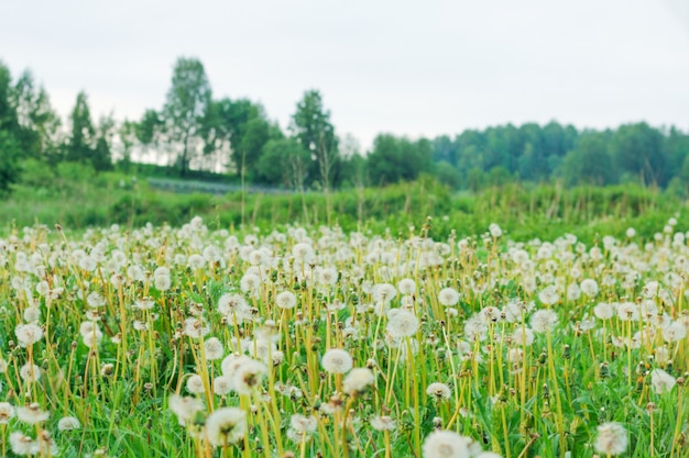 Fondo de primavera con dientes de león de flores transparentes luz con enfoque suave.