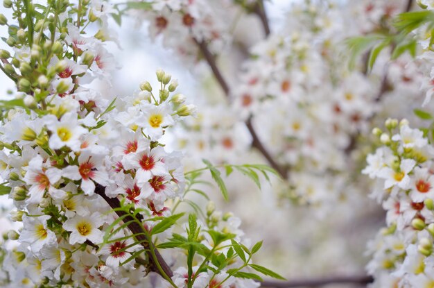 Fondo de primavera para el diseño. Una rama de un árbol floreciente con flores blancas.